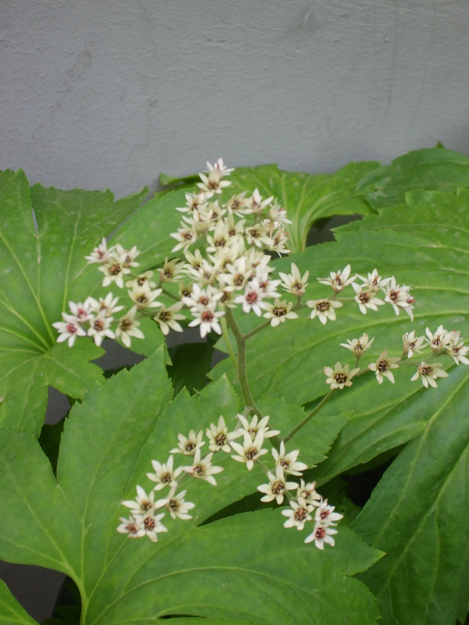 Mukdenia (Mukdenia Rossii) — Its relatively compact form makes it an excellent ground cover or a stunning accent in a mixed border