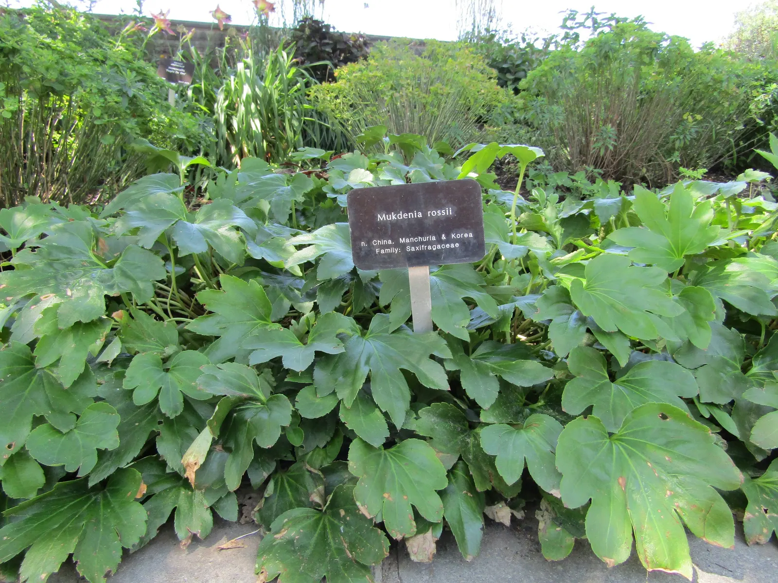 Mukdenia (Mukdenia Rossii) — foliage emerges with bronze hues; mukdenia is resistant to most pests and diseases