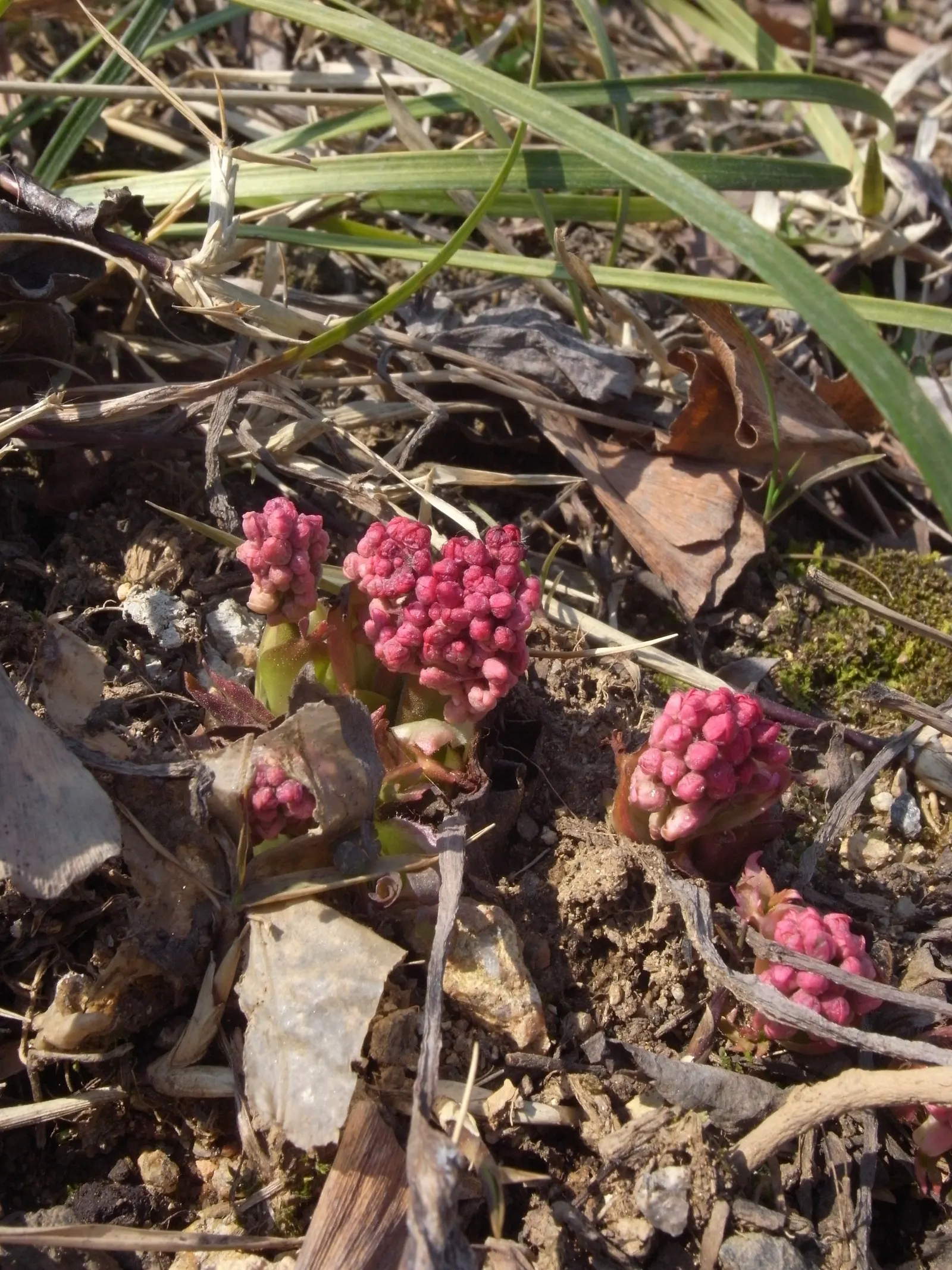 Mukdenia (Mukdenia Rossii) — well-drained soil and requires consistent moisture