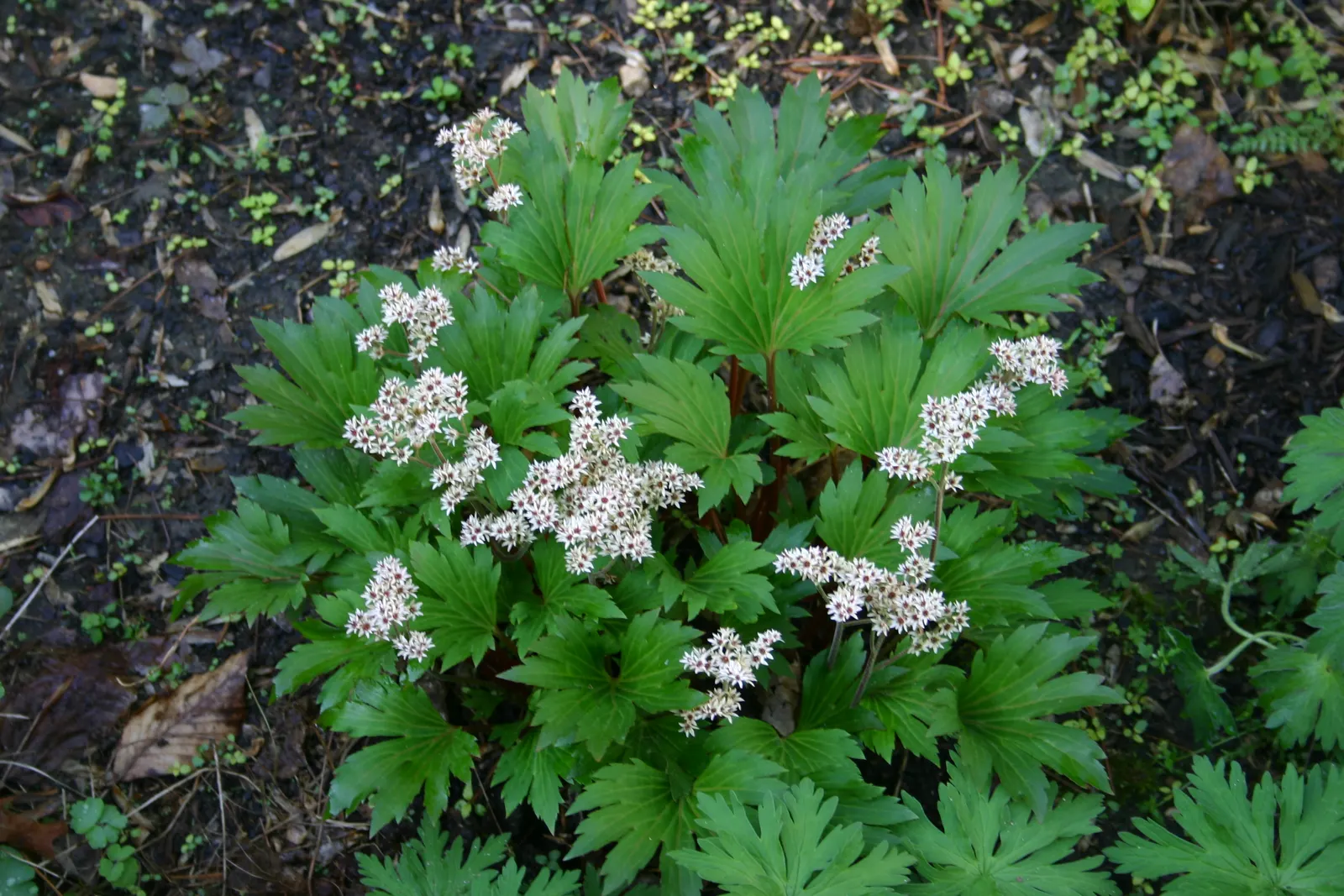 Mukdenia (Mukdenia Rossii) — Mukdenia is resistant to most pests and diseases
