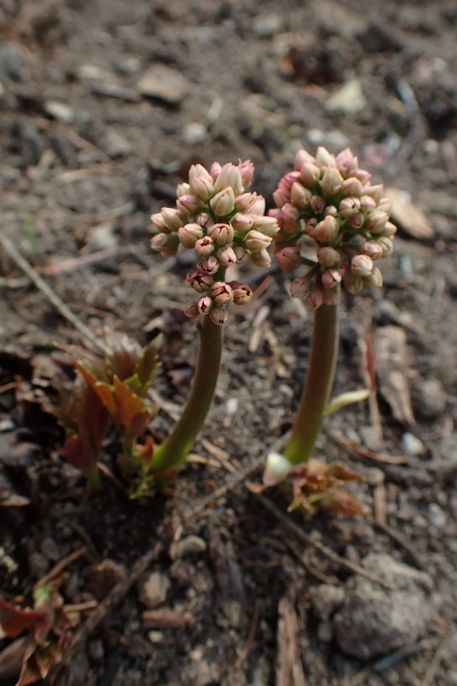 Mukdenia (Mukdenia Rossii) — Grows to a modest size of 1-1.5 ft tall and wide, perfect for woodland gardens or shaded borders