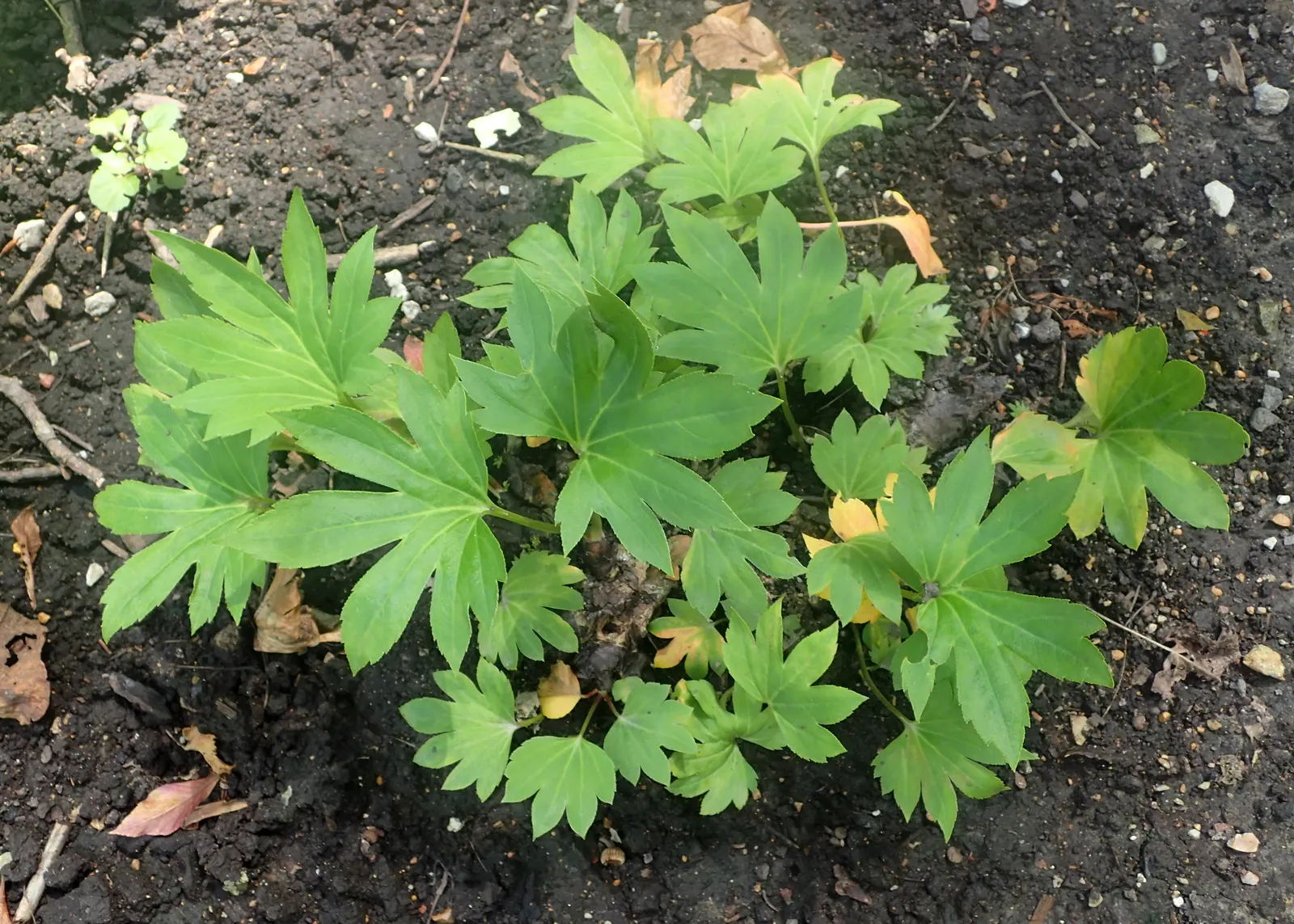 Mukdenia (Mukdenia Rossii) — commonly known as Mukdenia