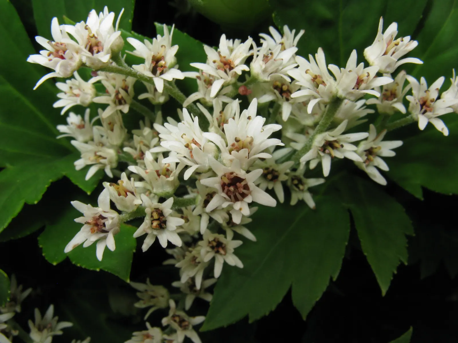 Mukdenia (Mukdenia Rossii) — commonly known as Mukdenia; then transforming to a striking red in fall