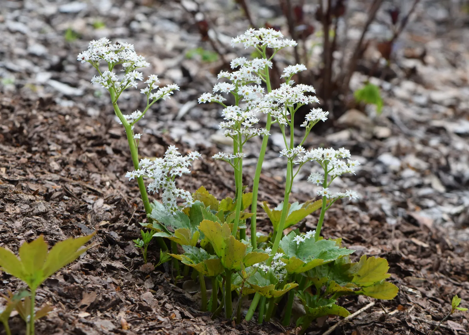 Mukdenia (Mukdenia Rossii) — white flowers in the garden