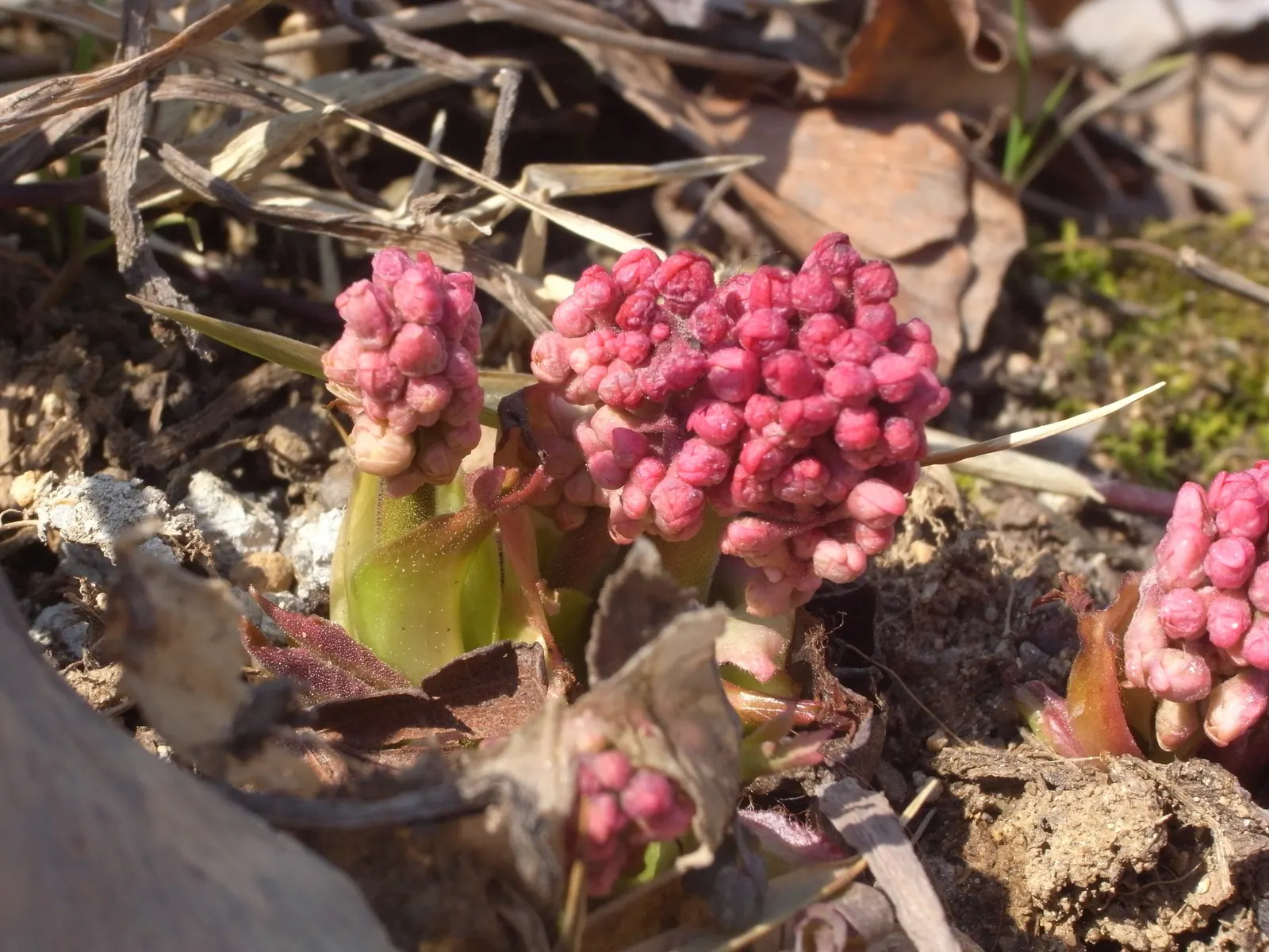 Mukdenia (Mukdenia Rossii) — stalks rise above the foliage