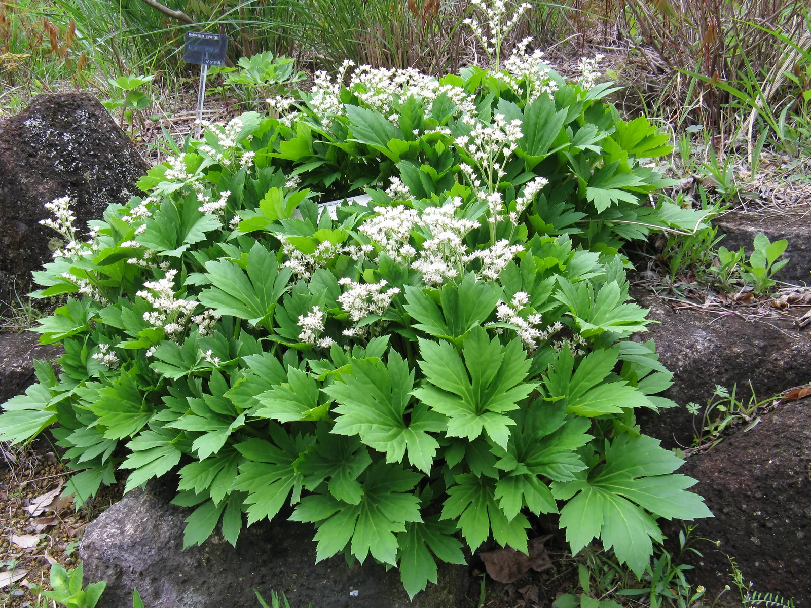 Mukdenia (Mukdenia Rossii) — perennial with white blooms