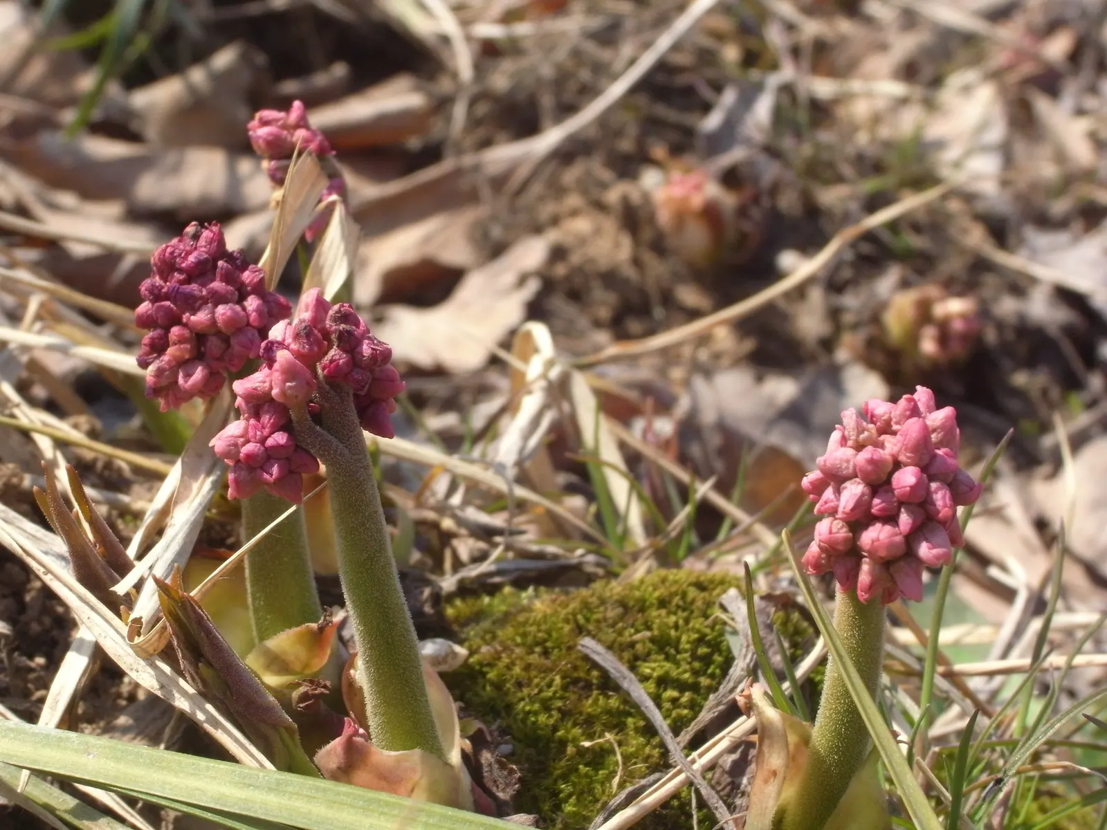 Mukdenia (Mukdenia Rossii) — and its foliage remains attractive throughout the growing season
