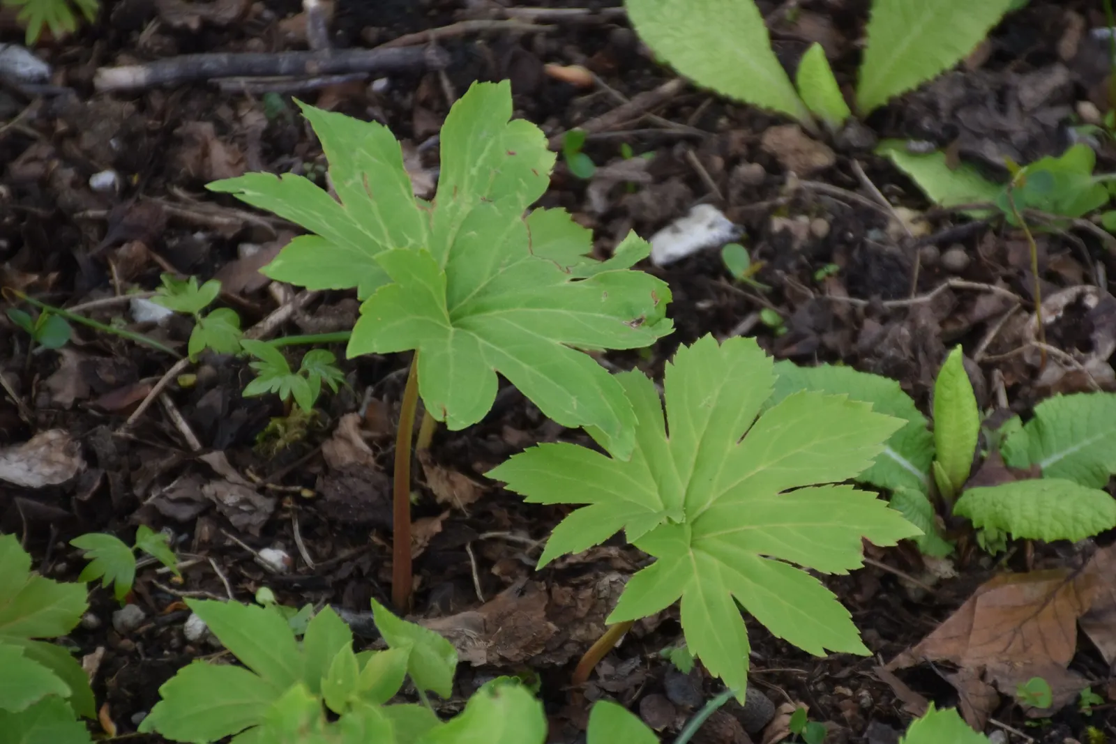 Mukdenia (Mukdenia Rossii) — Grows to a modest size of 1-1.5 ft tall and wide, perfect for woodland gardens or shaded borders; it is best planted in humus-rich