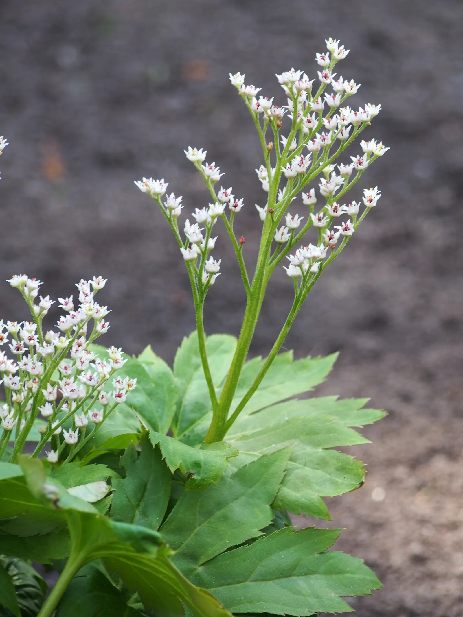 Mukdenia (Mukdenia Rossii) — Thrives in partial shade with moist, well-drained soil; fan-shaped leaves unfold a fresh green in early spring and as the season