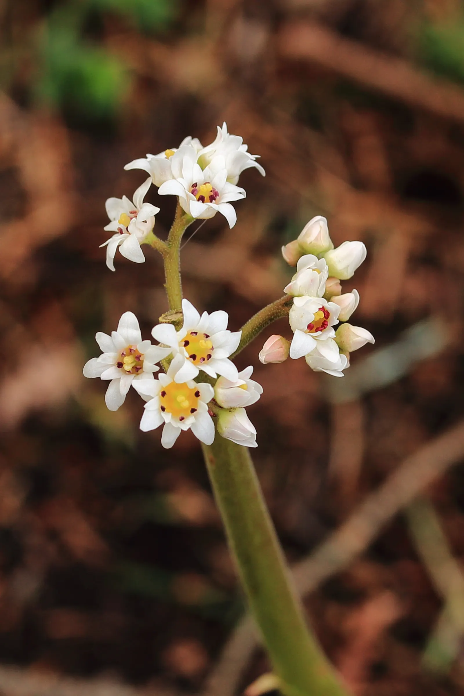 Mukdenia (Mukdenia Rossii) — perennial for shade