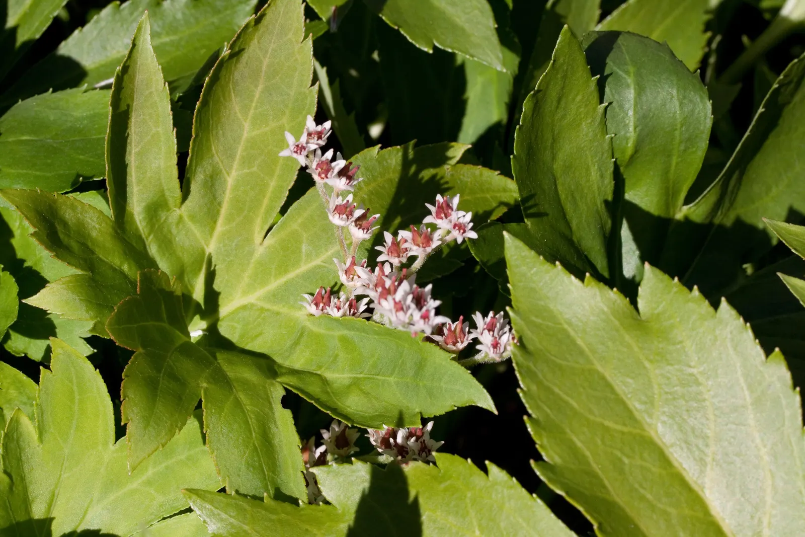 Mukdenia (Mukdenia Rossii) — the edges of the leaves develop spectacular red speckles that intensify into a fiery crimson by fall