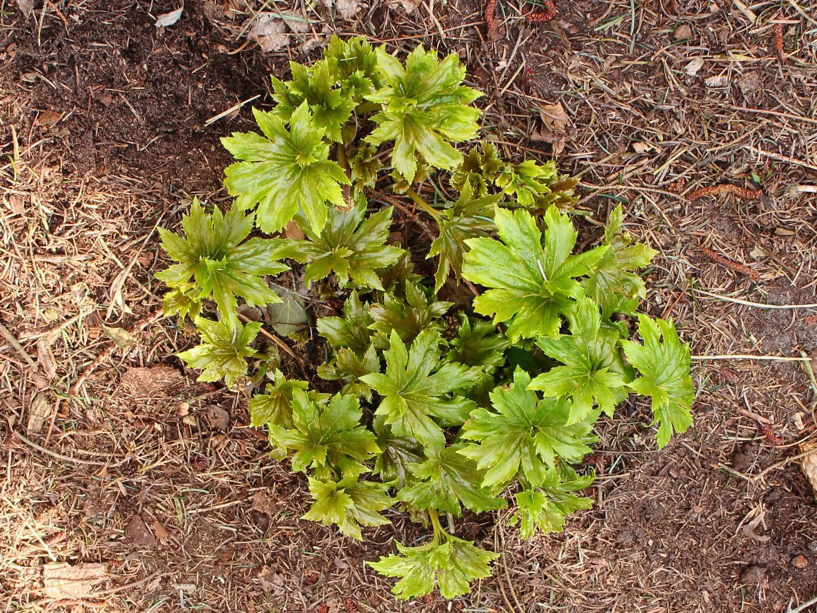 Mukdenia (Mukdenia Rossii) — is a herbaceous perennial notable for its maple-like leaves and slender