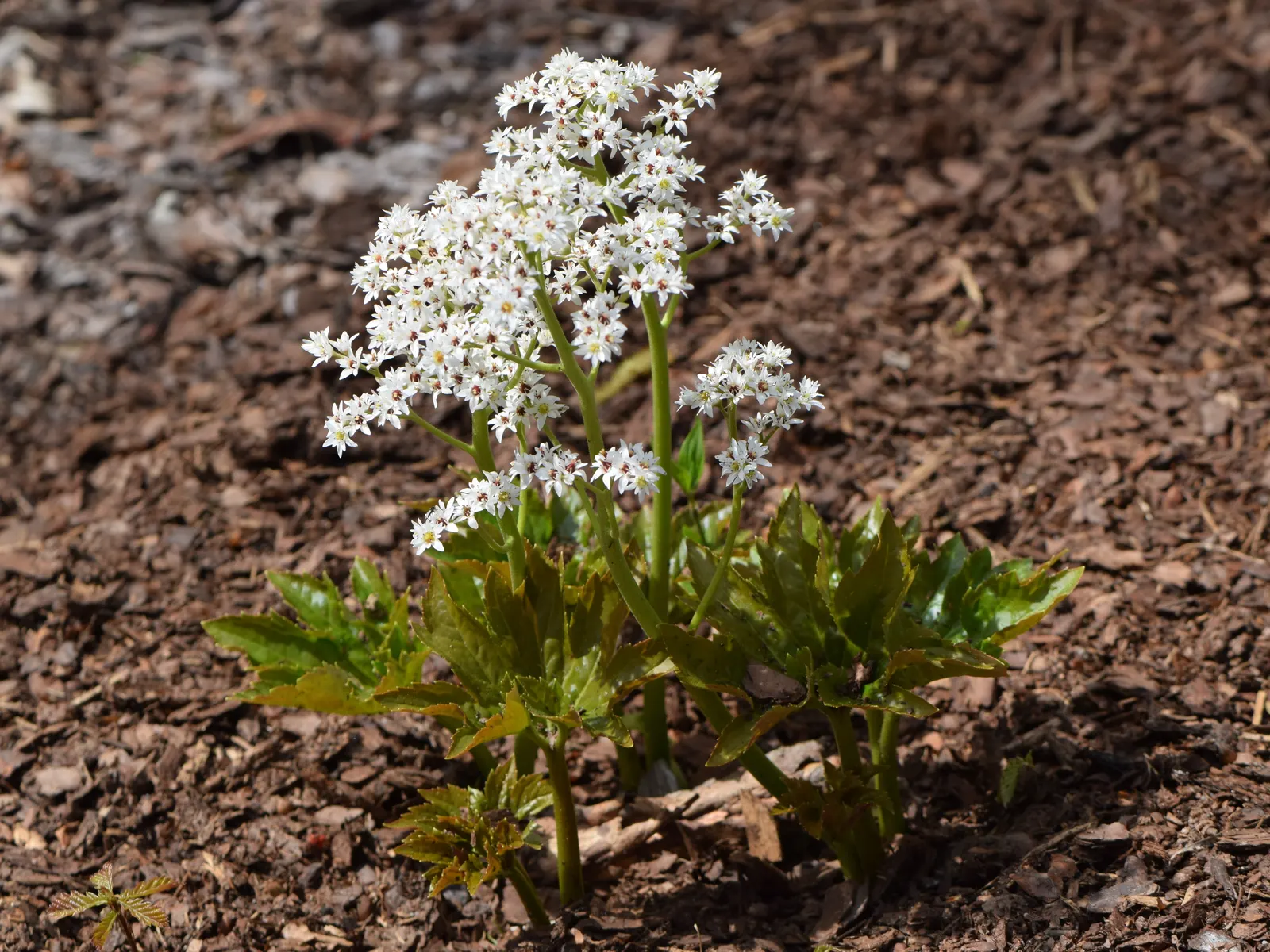 Mukdenia (Mukdenia Rossii) — providing long-lasting visual appeal