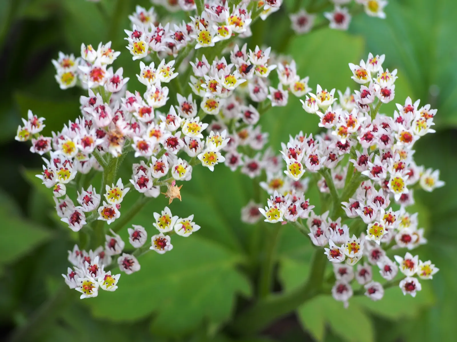 Mukdenia (Mukdenia Rossii) — creating a dramatic color display.<br><br>This plant's clumping habit grows to a modest size; and its foliage remains attractive