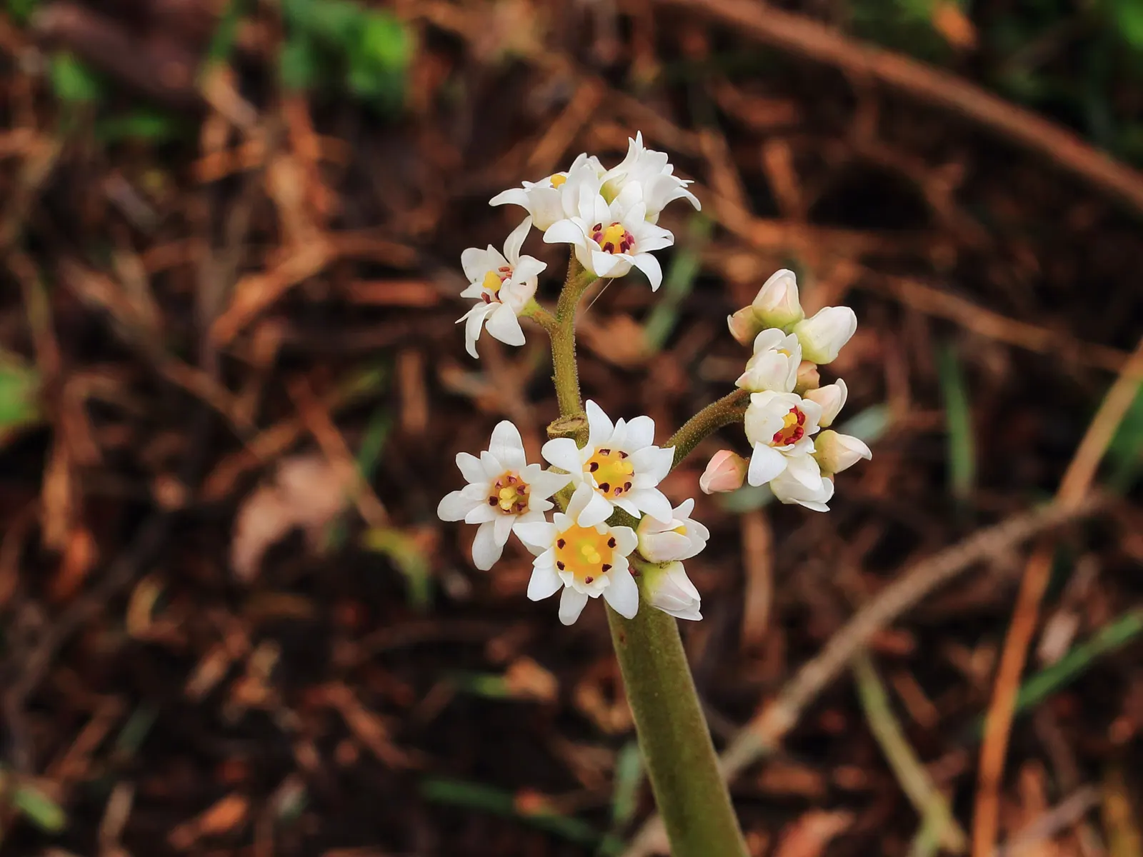 Mukdenia (Mukdenia Rossii) — is a herbaceous perennial notable for its maple-like leaves and slender; typically reaching about 12 to 18 inches in height and