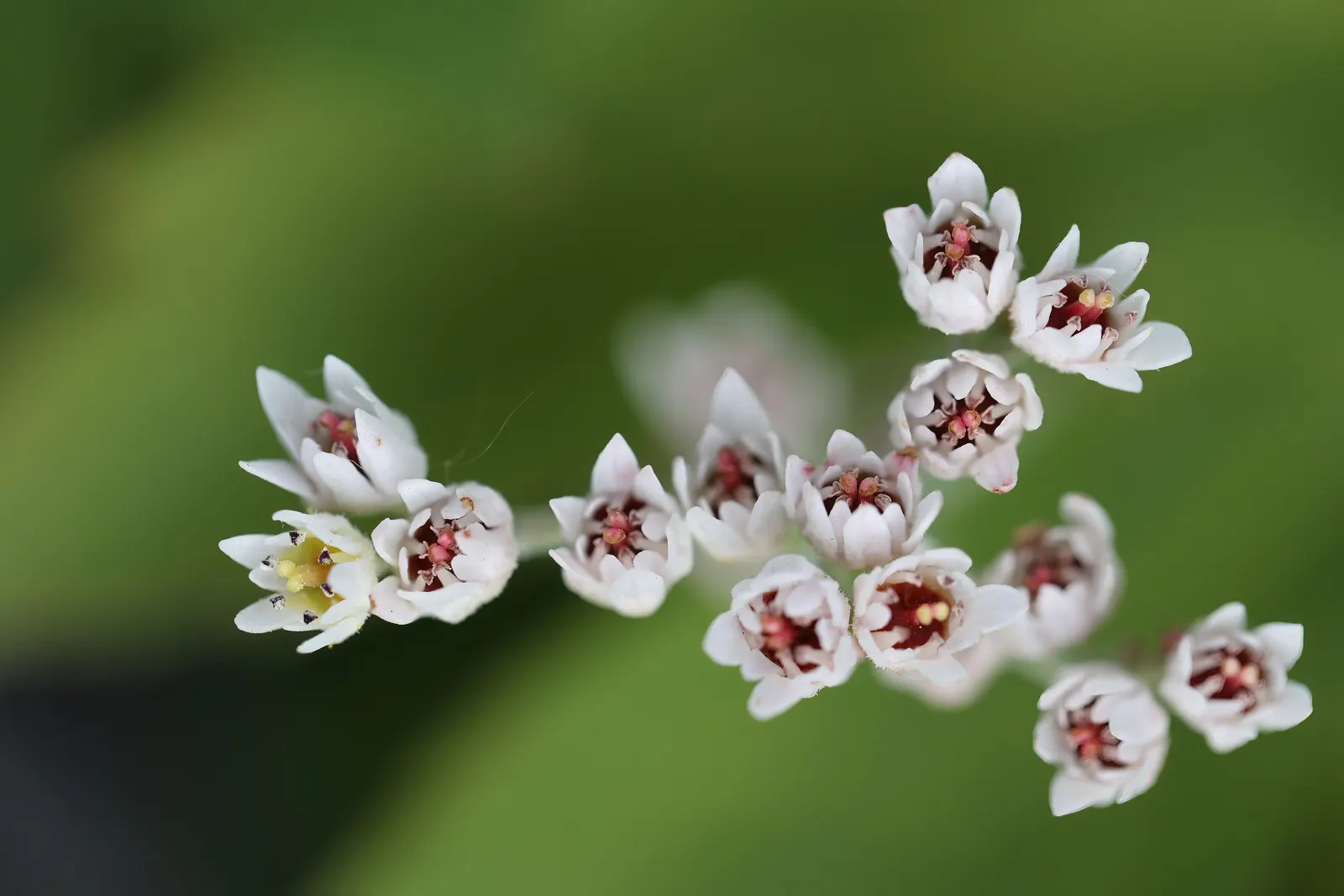 Mukdenia (Mukdenia Rossii) — the edges of the leaves develop spectacular red speckles that intensify into a fiery crimson by fall; its relatively compact form