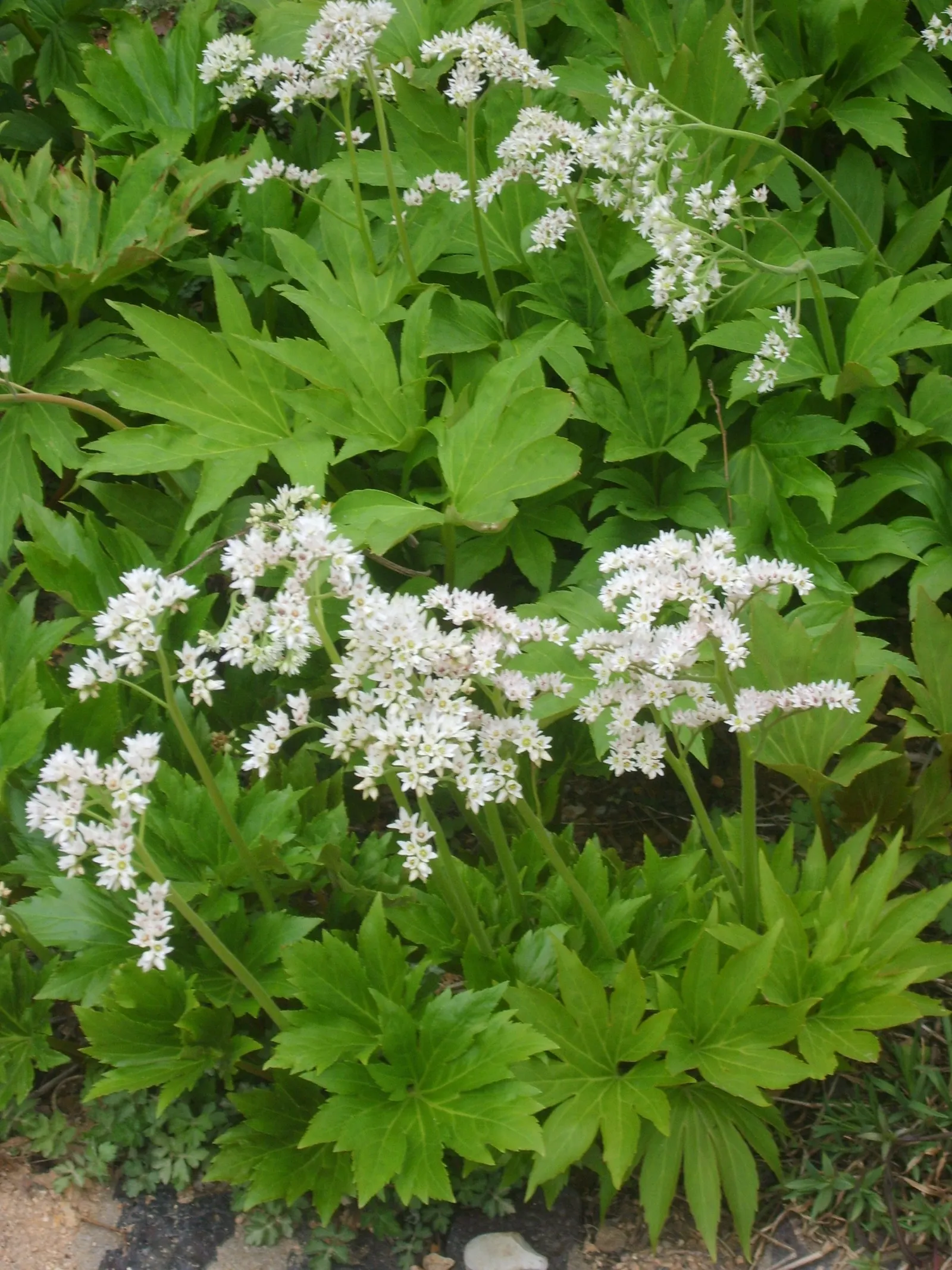 Mukdenia (Mukdenia Rossii) — though it can tolerate some degree of dryness once established