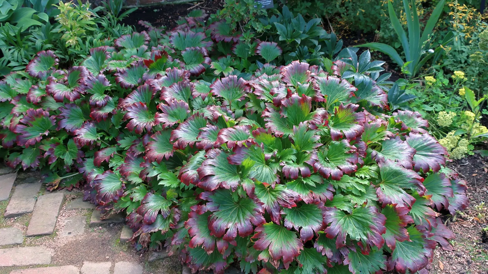 Mukdenia (Mukdenia Rossii) — It is best planted in humus-rich