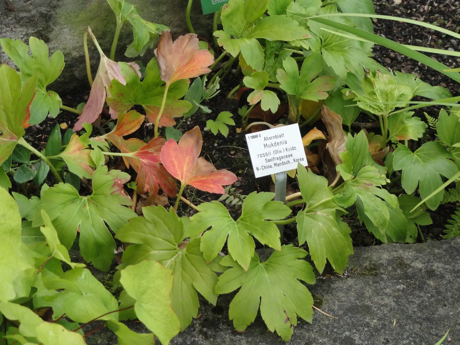 Mukdenia (Mukdenia Rossii) — Native to the woodland regions of East Asia