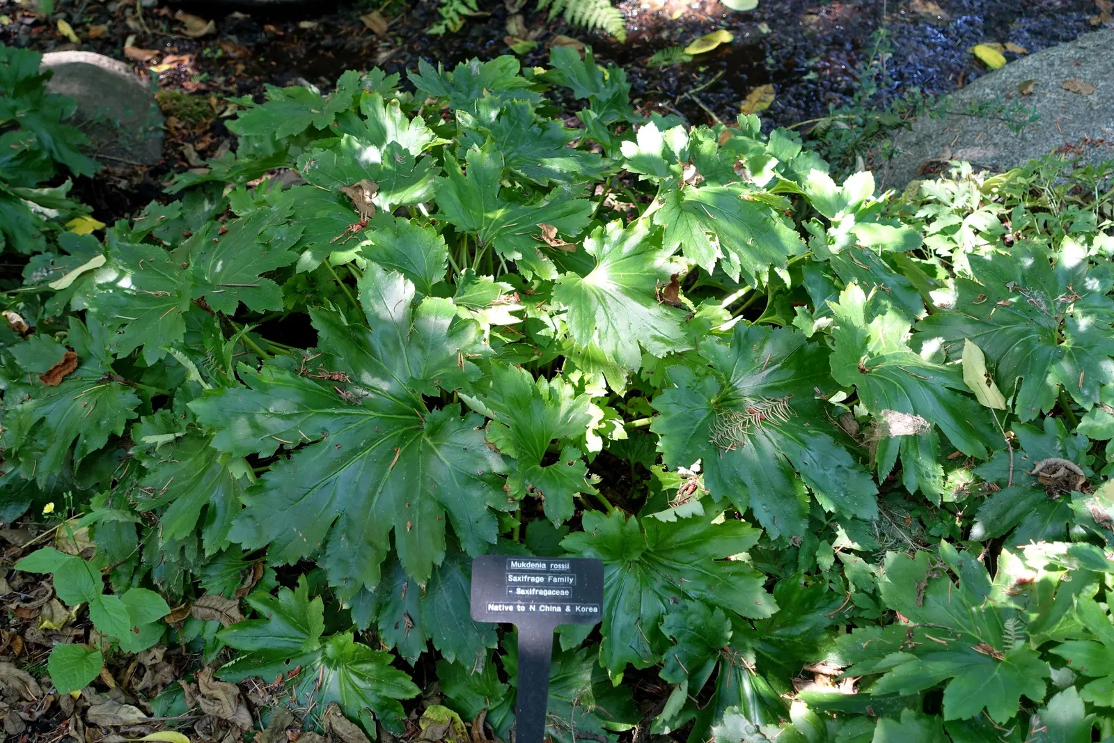 Mukdenia (Mukdenia Rossii) — making it ideal for those challenging shady spots in the landscape