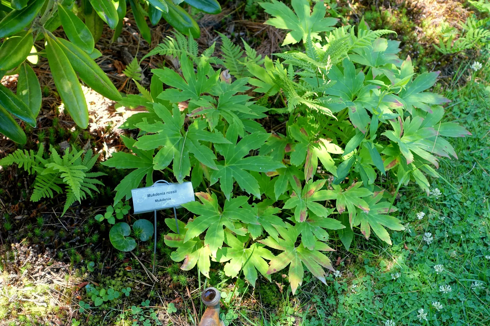 Mukdenia (Mukdenia Rossii) — typically reaching about 12 to 18 inches in height and spreading approximately 12 to 24 inches wide