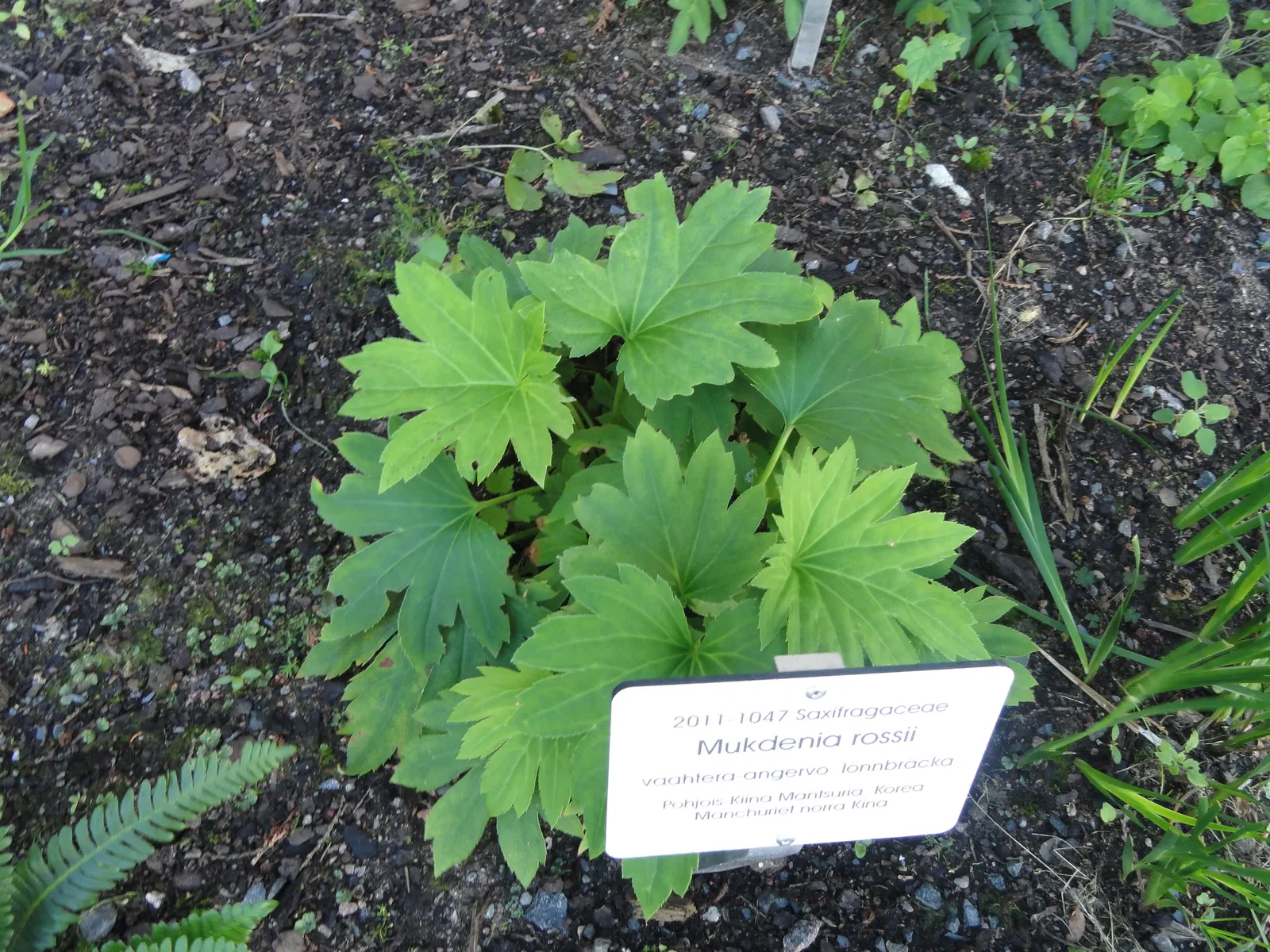 Mukdenia (Mukdenia Rossii) — fan-shaped leaves unfold a fresh green in early spring and as the season progresses