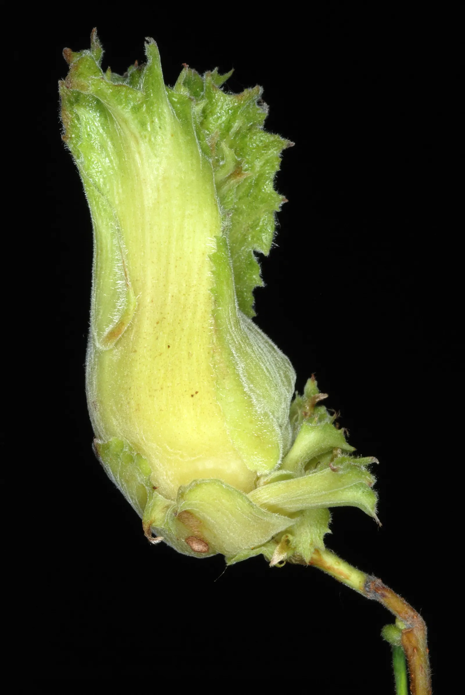 Purple-Leaved Filbert (Corylus Maxima 'Purpurea') — which attract wildlife and can be harvested for human consumption
