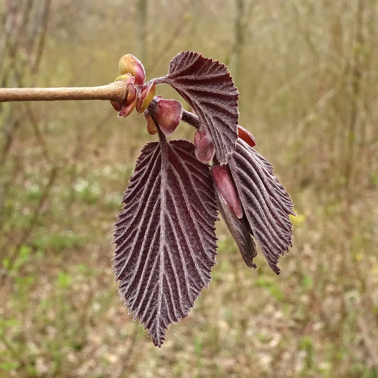Purple-Leaved Filbert (Corylus Maxima 'Purpurea') — Ideal for adding contrast in borders, it thrives in well-drained soil under full to partial sun