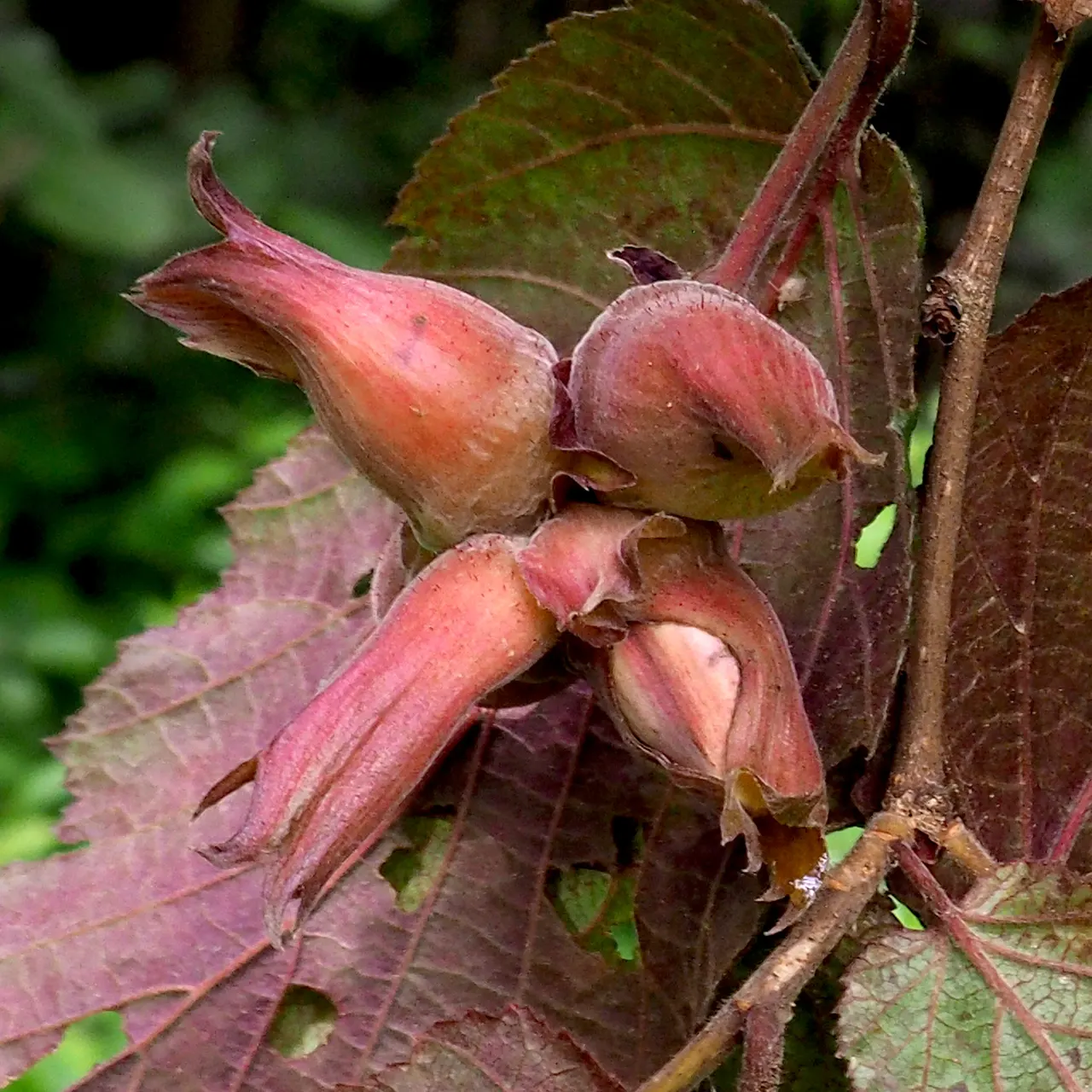 Purple-Leaved Filbert (Corylus Maxima 'Purpurea') — though it thrives in well-drained, image 38