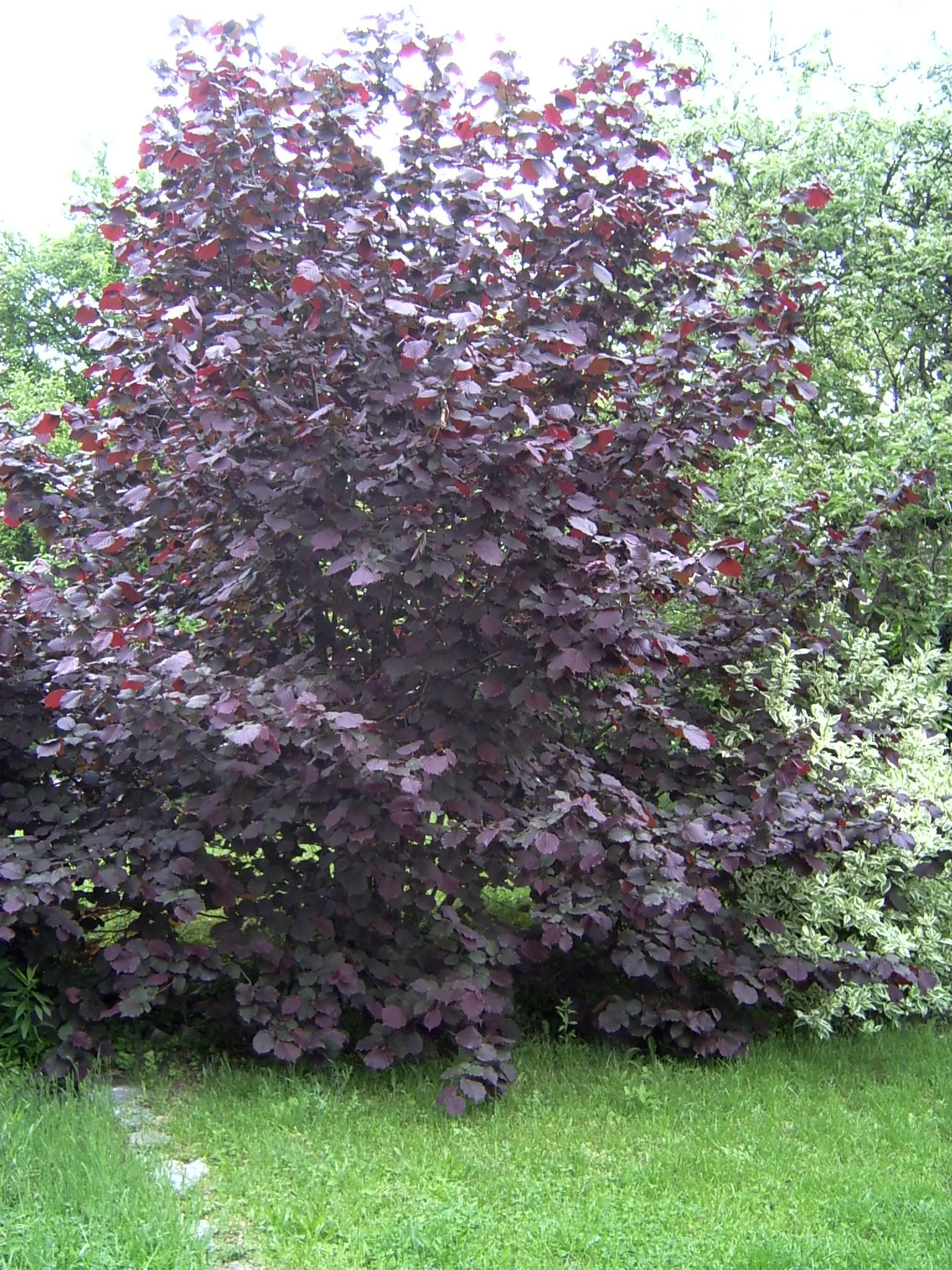 Purple-Leaved Filbert (Corylus Maxima 'Purpurea') — edible hazelnuts enclosed in frilly husks can form