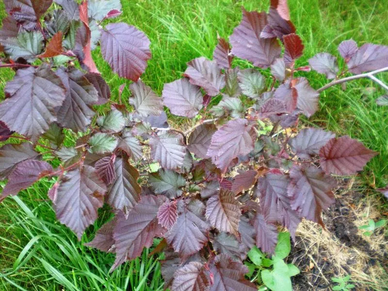 Purple-Leaved Filbert (Corylus Maxima 'Purpurea') — this shrub is relatively low-maintenance