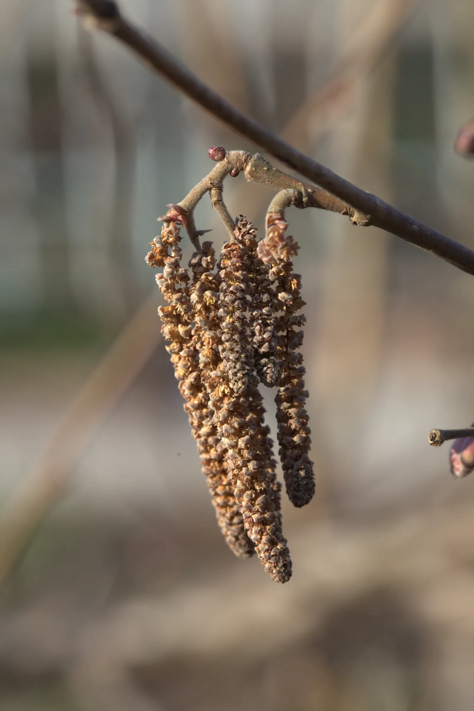 Purple-Leaved Filbert (Corylus Maxima 'Purpurea') — green and yellow flowers in the garden