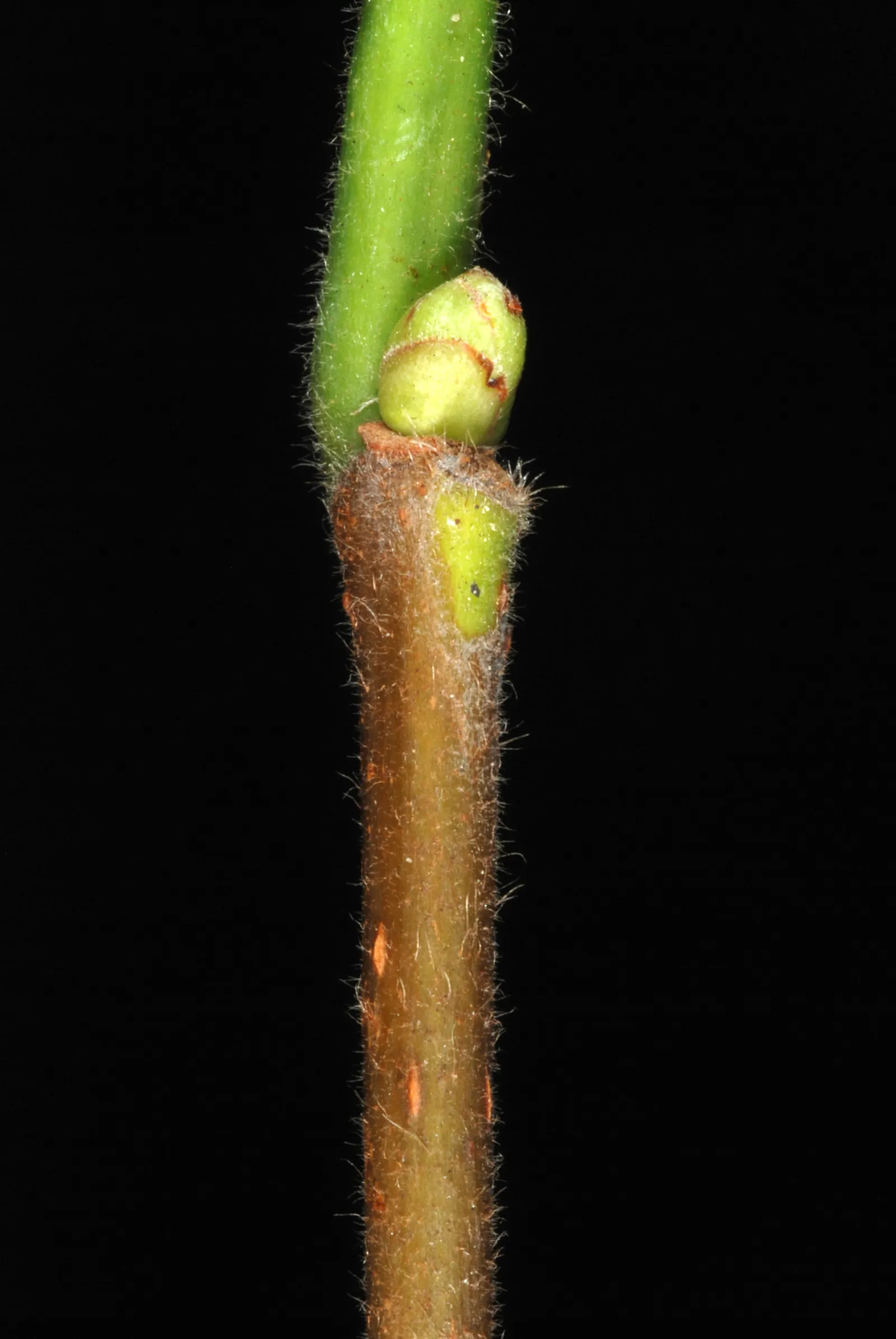 Purple-Leaved Filbert (Corylus Maxima 'Purpurea') — This deciduous plant can reach up to 15 feet in height and width; growing at a moderate rate