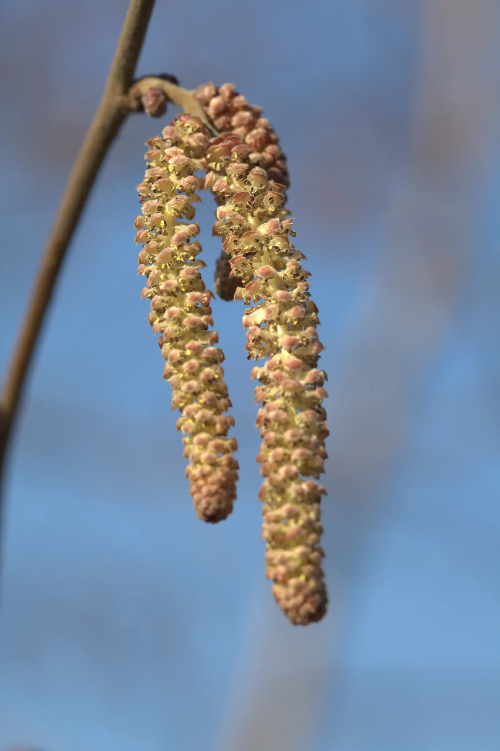 Purple-Leaved Filbert (Corylus Maxima 'Purpurea') — is a striking ornamental shrub distinguished by its rich