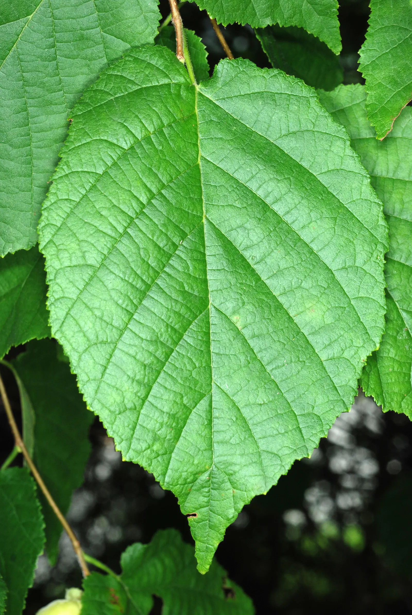 Purple-Leaved Filbert (Corylus Maxima 'Purpurea') — In early spring, showy catkins emerge, preceding the leaves, which transition to a greenish hue, image 29