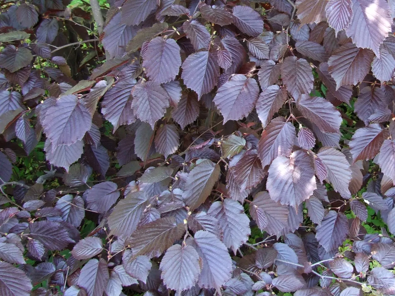 Purple-Leaved Filbert (Corylus Maxima 'Purpurea') — which provides a dramatic contrast to the surrounding greenery