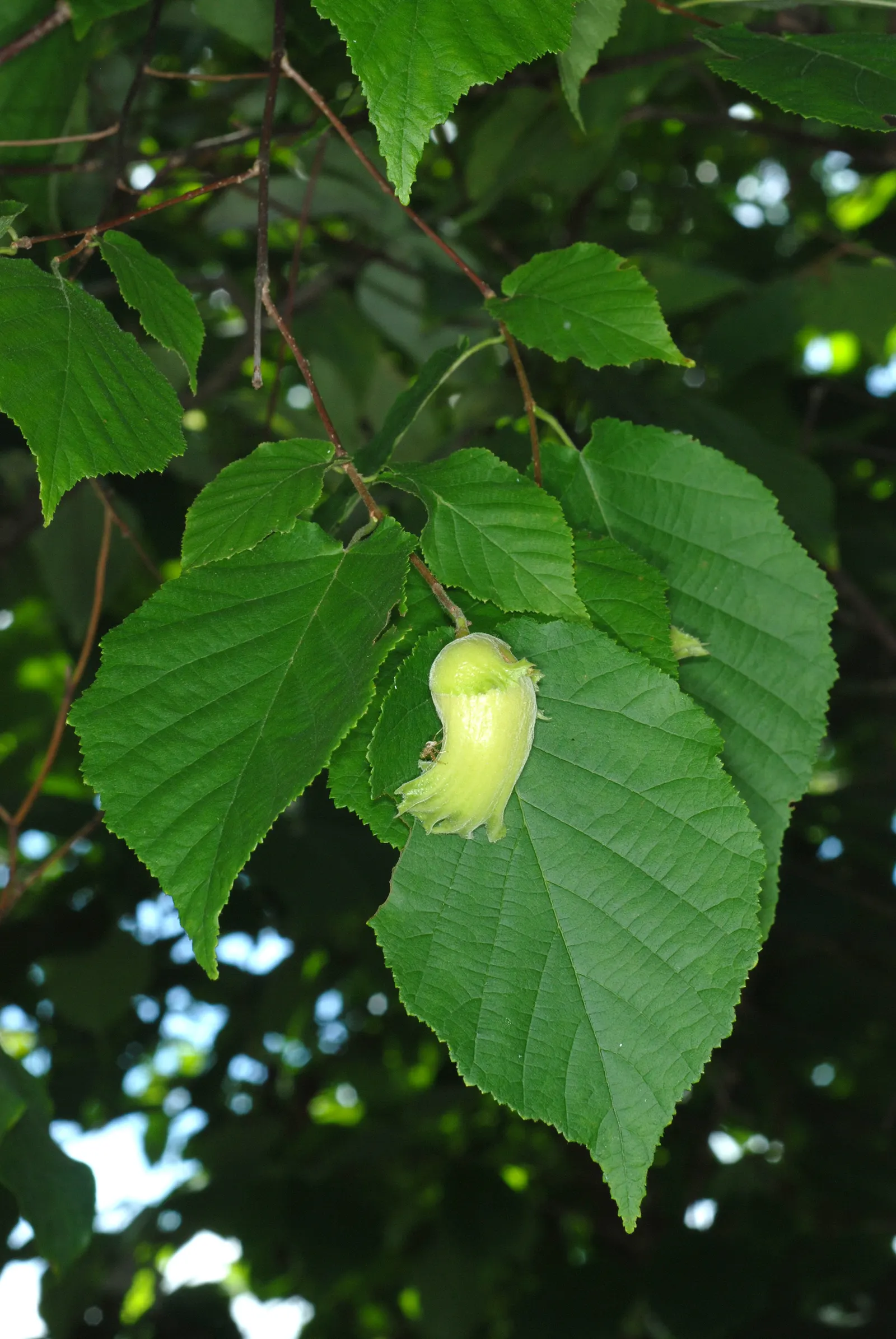 Purple-Leaved Filbert (Corylus Maxima 'Purpurea') — It prefers full sun to partial shade and is adaptable to a range of soil conditions