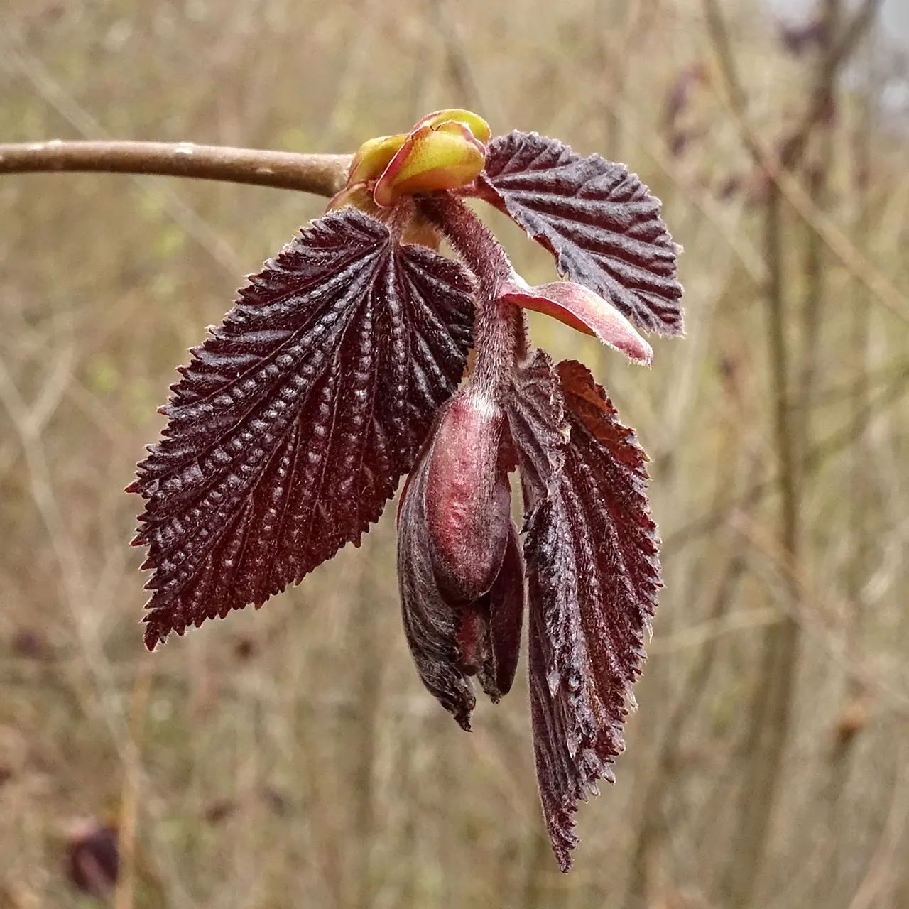 Purple-Leaved Filbert (Corylus Maxima 'Purpurea') — A cultivar of the European Filbert