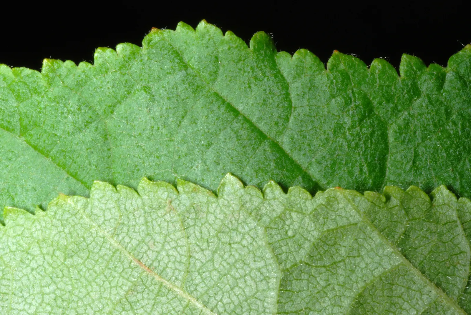 Purple-Leaved Filbert (Corylus Maxima 'Purpurea') — growing at a moderate rate; shrub / tree with green and yellow blooms