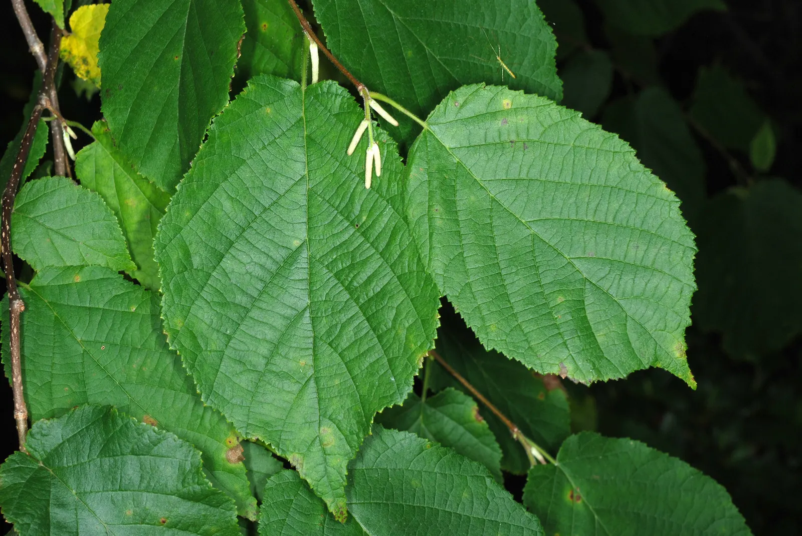 Purple-Leaved Filbert (Corylus Maxima 'Purpurea') — Ideal for adding contrast in borders, it thrives in well-drained soil under full to partial sun; a cultivar