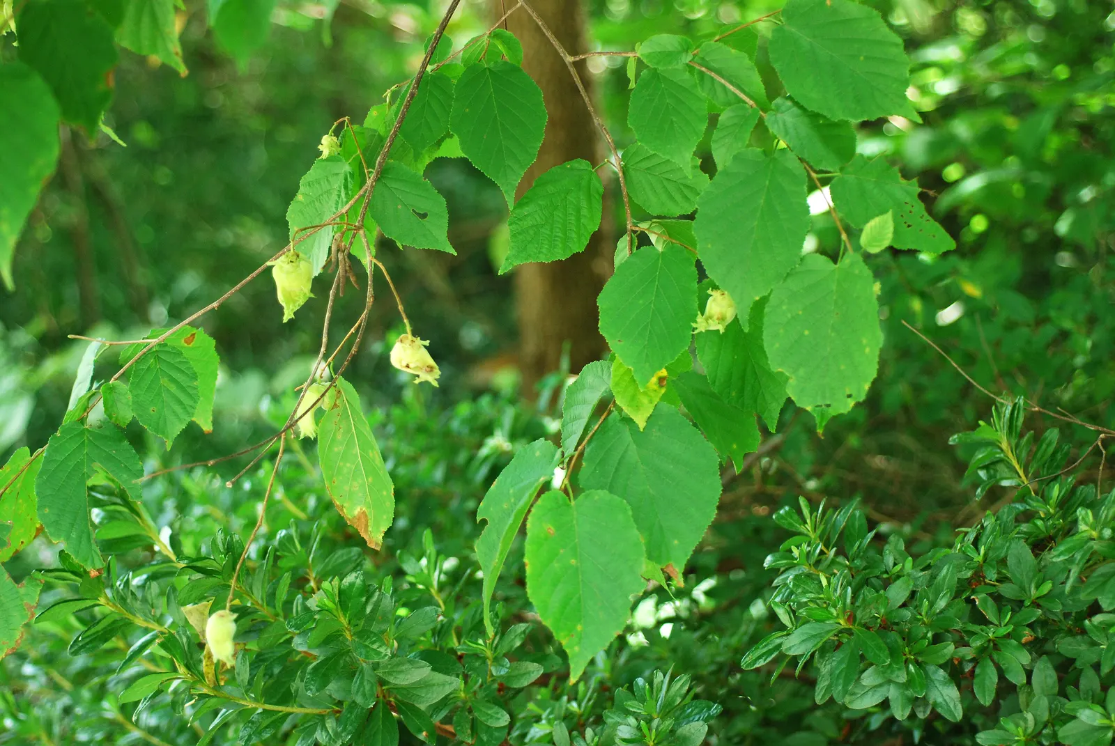 Purple-Leaved Filbert (Corylus Maxima 'Purpurea') — A cultivar of the European Filbert; consider its size and color for the best visual impact