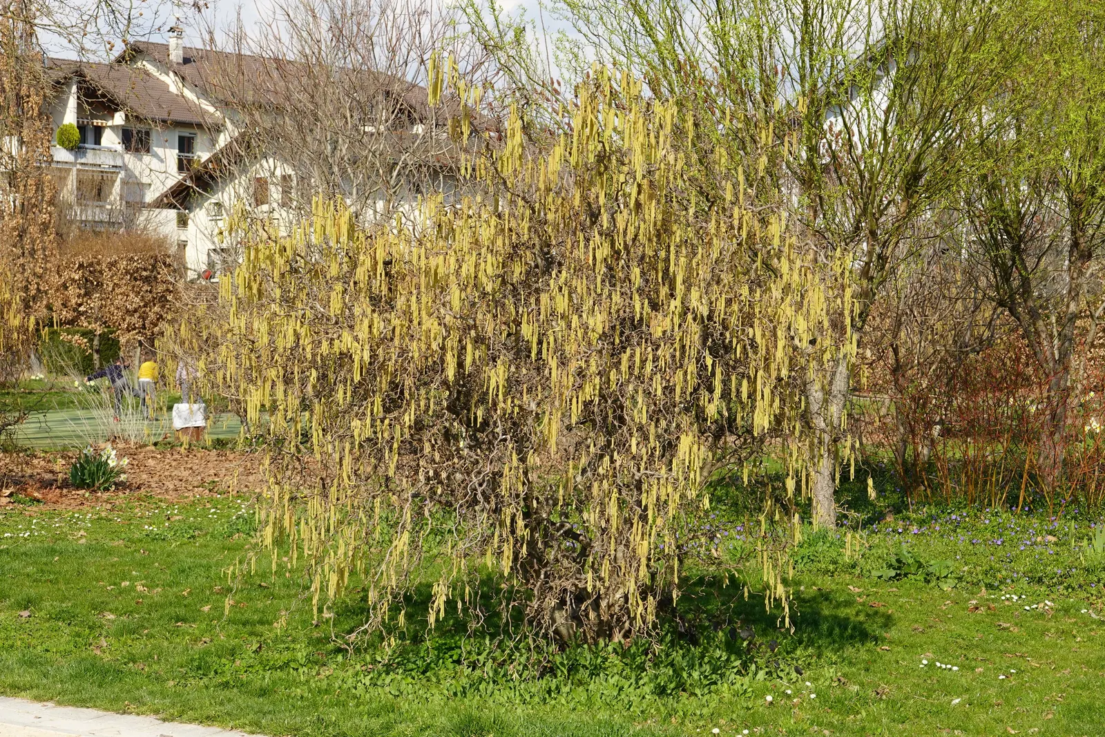 Purple-Leaved Filbert (Corylus Maxima 'Purpurea') — this plant draws attention with its striking; offering a rounded form with cascading branches