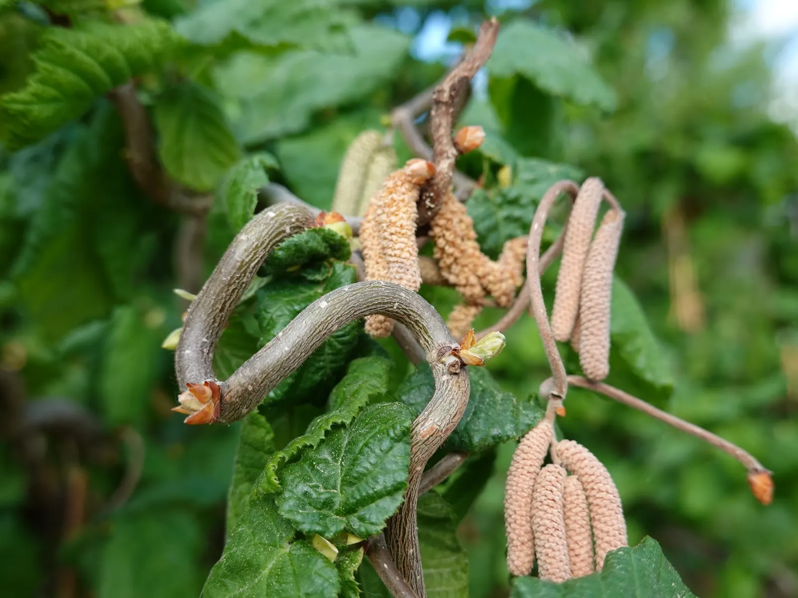 Purple-Leaved Filbert (Corylus Maxima 'Purpurea') — is a striking ornamental shrub that is well-suited for creating a focal point in garden landscapes; regular