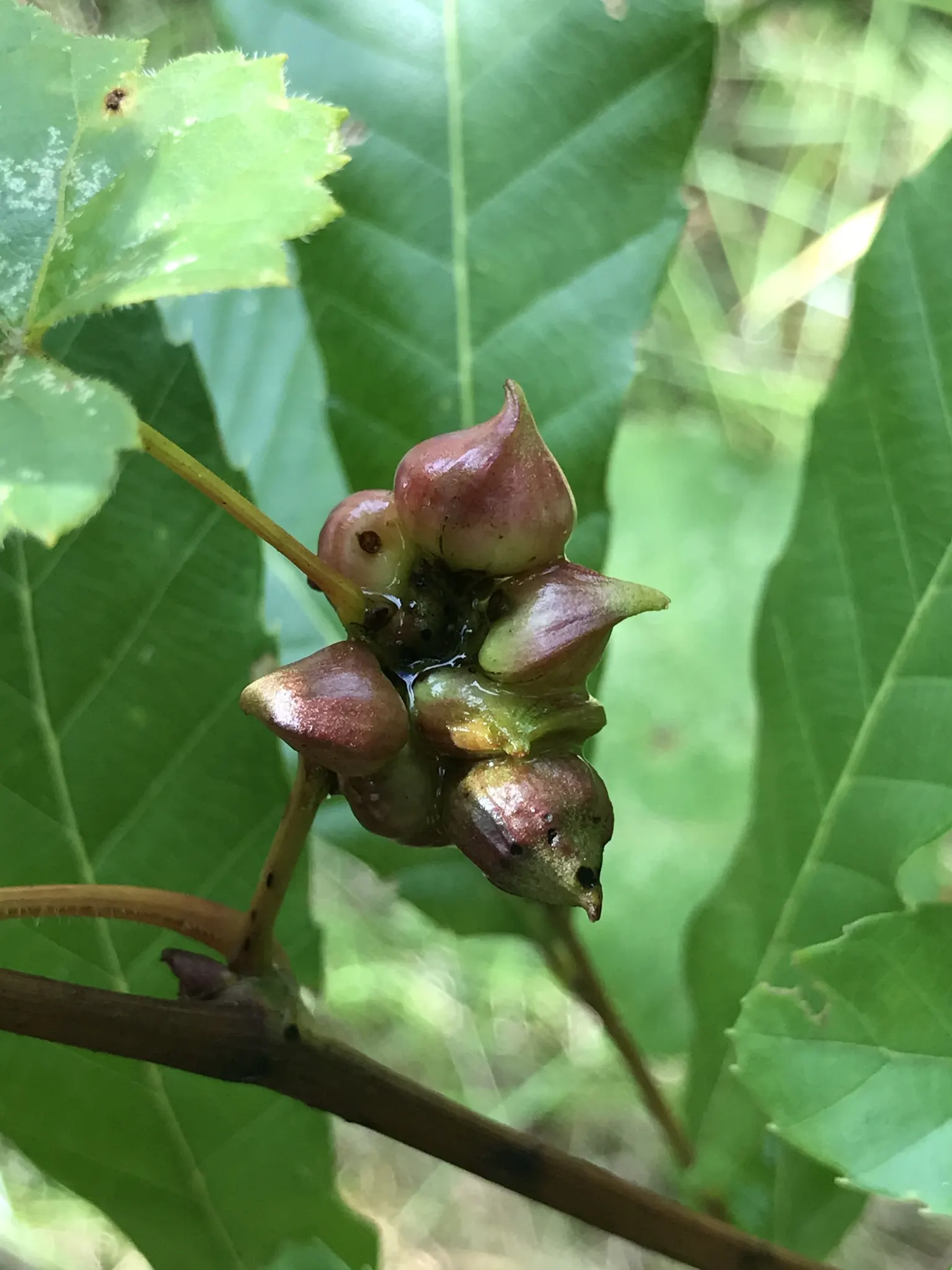 Purple-Leaved Filbert (Corylus Maxima 'Purpurea') — is a striking ornamental shrub that is well-suited for creating a focal point in garden landscapes