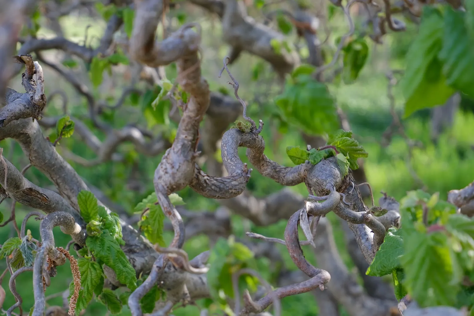 Purple-Leaved Filbert (Corylus Maxima 'Purpurea') — is a striking ornamental shrub distinguished by its rich; in early spring, showy catkins emerge, preceding