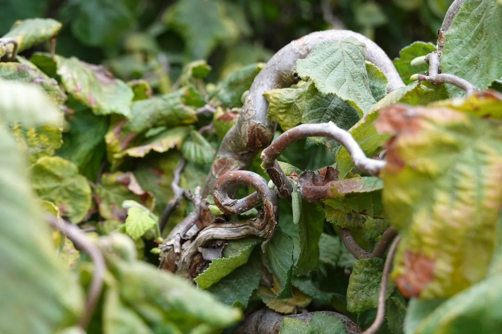 Purple-Leaved Filbert (Corylus Maxima 'Purpurea') — and place it where it can be appreciated for its unique hues and textures