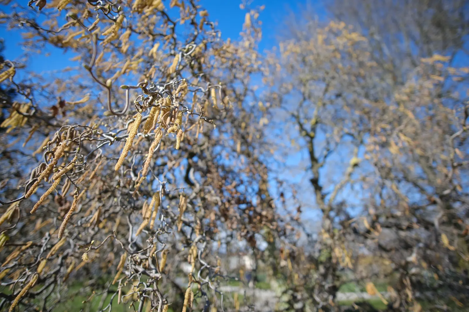 Purple-Leaved Filbert (Corylus Maxima 'Purpurea') — offering a rounded form with cascading branches; which attract wildlife and can be harvested for human