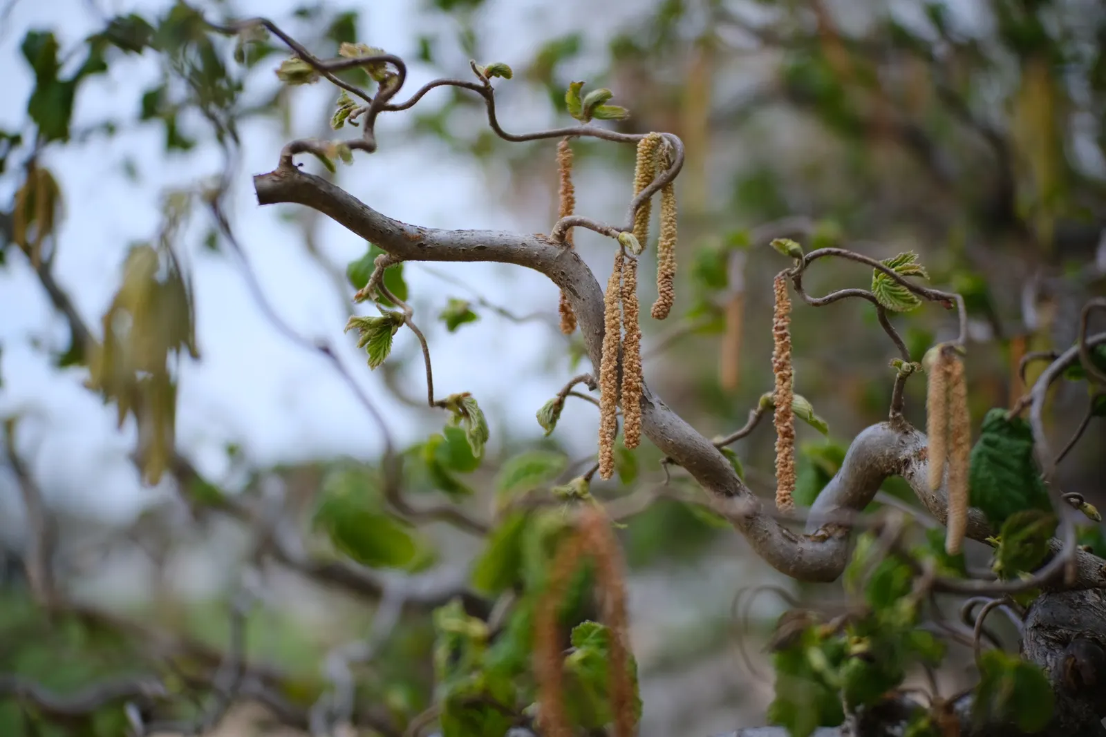 Purple-Leaved Filbert (Corylus Maxima 'Purpurea') — shrub / tree with green and yellow blooms