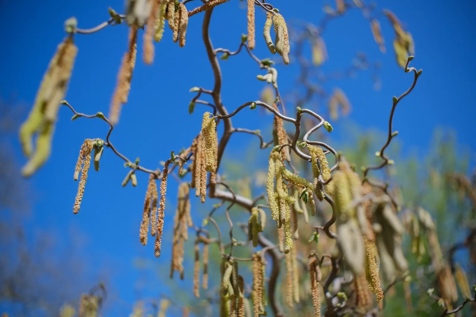 Purple-Leaved Filbert (Corylus Maxima 'Purpurea') — offering a rounded form with cascading branches