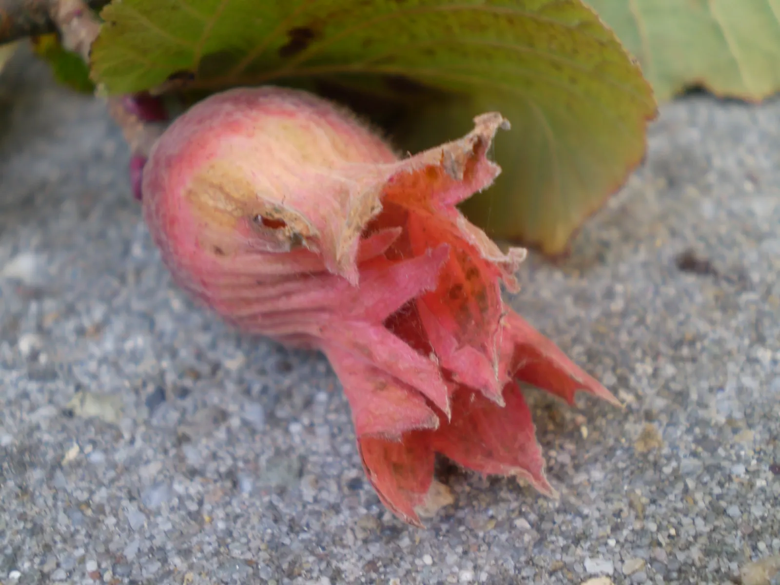 Purple-Leaved Filbert (Corylus Maxima 'Purpurea') — consider its size and color for the best visual impact